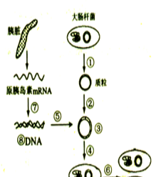 dna分子中的碱基配对主要依赖⇋DNA碱基配对：以中心为依赖的新视角